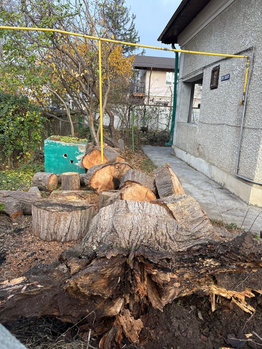 Vânzare lemne de foc