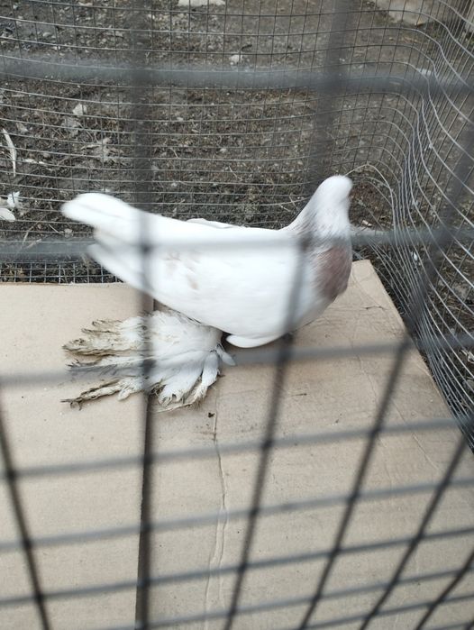 Продам самца голубя