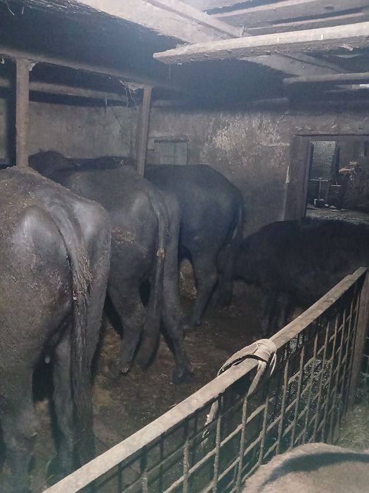 Vând vitel de bivol