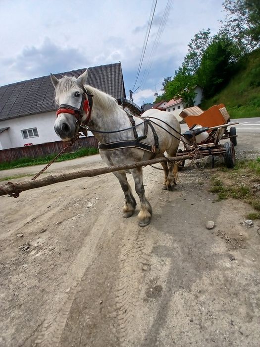 Iapa de 6 ani gestanta