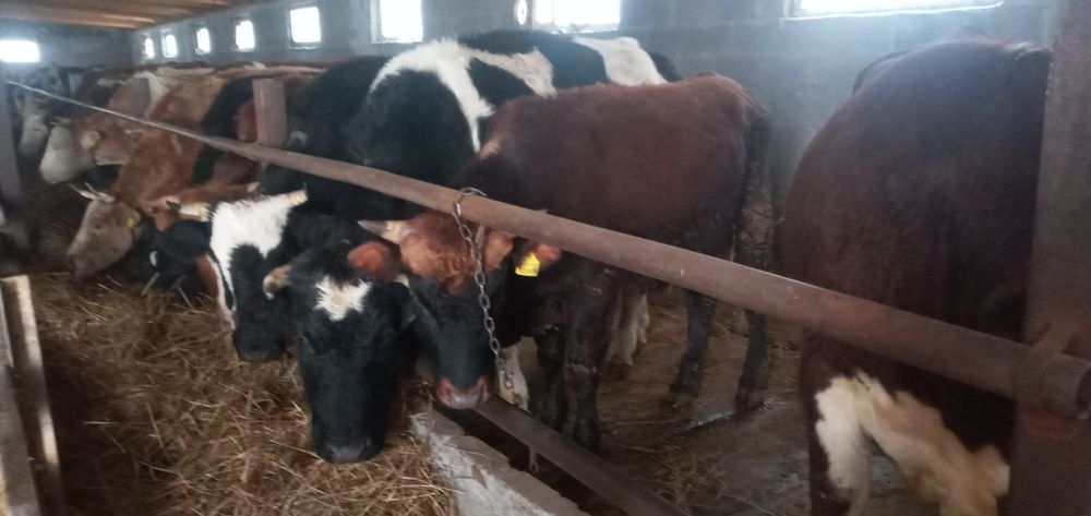 Продаются два бычка