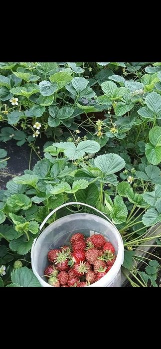 Клубника рассада