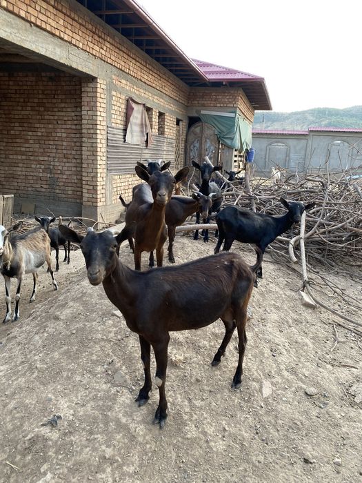 Зотли эчки мурсияна