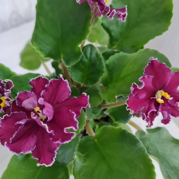 Продам взрослые сортовые фиалки