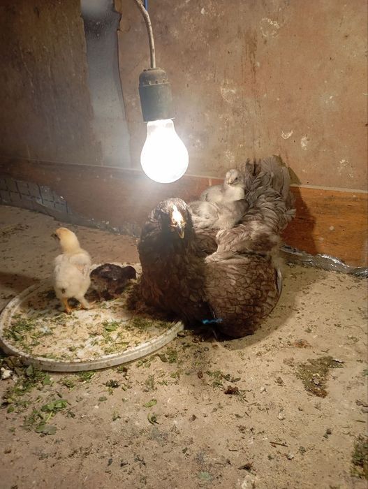 Jujalar sotiladi 3 kunlikdan 1 oylikkacha