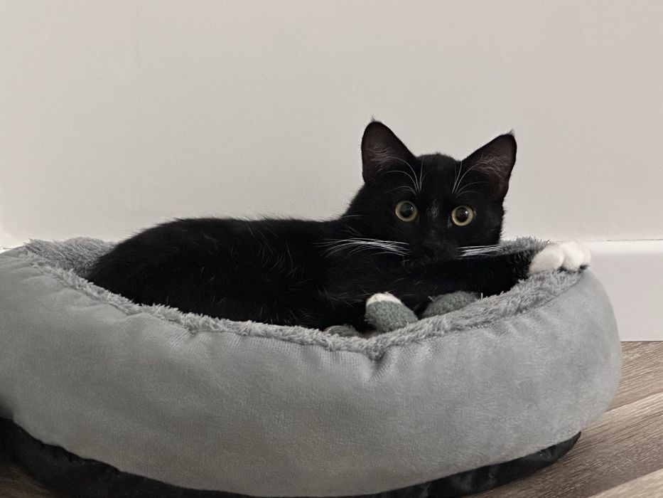 Отдам в добрые руки