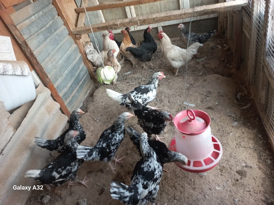 Тауытар сатылады