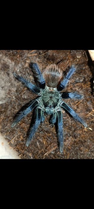 Pterinopelma sazimai.