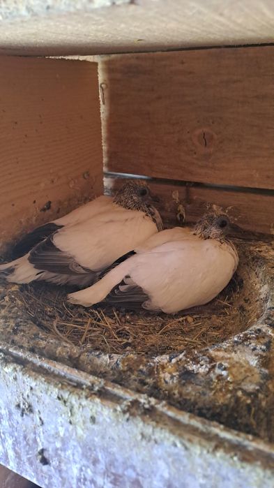 Будапещенски Унгарци