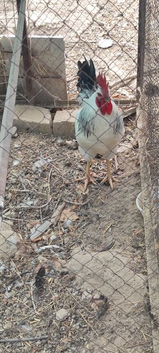 Adler Horoz xoroz хуроз Адлер toza zotli