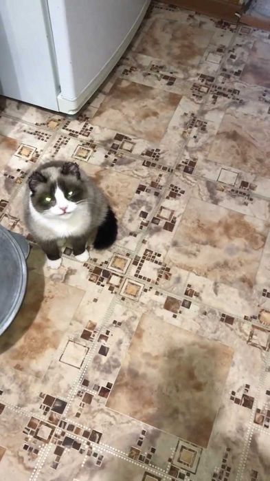 Ищем кошечке дом и ответственных хозяев