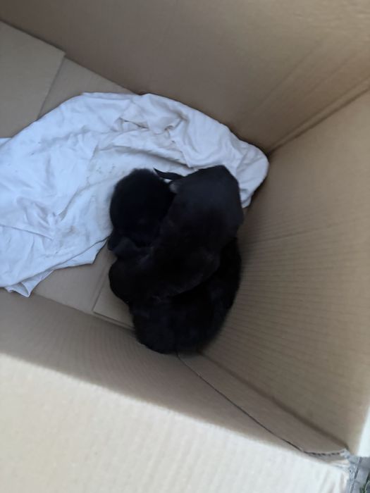 Две мини същества търсят смоят нов дом помогнете им моля ви се