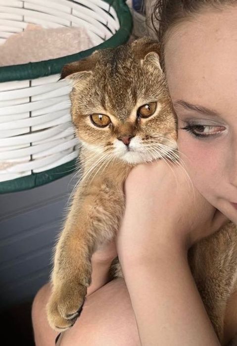 Продается Шотландская вислоухая