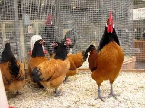 Форверк жожа ва тухумлари заказ оламиз