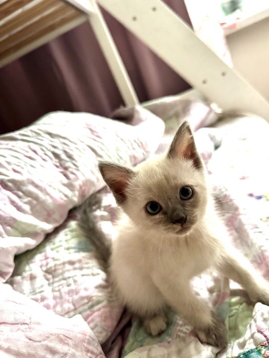Котенок кошечка тайская сиамская