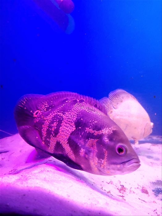 Астронотус Оскар