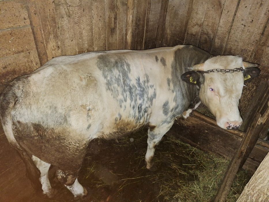 650 de kg preț 12.000