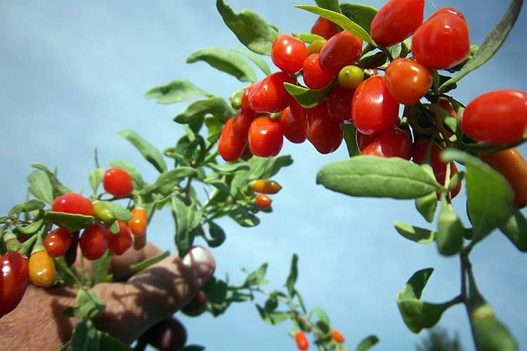 Годжа нихоллари сотилади ( Ягоды Годжа )