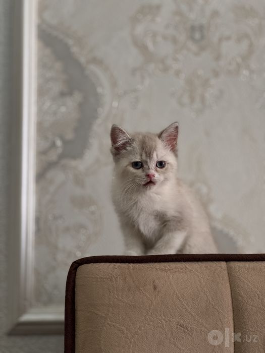 Срочно продактся порозистая кошка шиншила