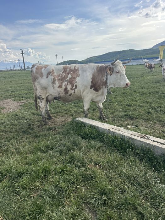 vand vaca de lapte cu vitel
