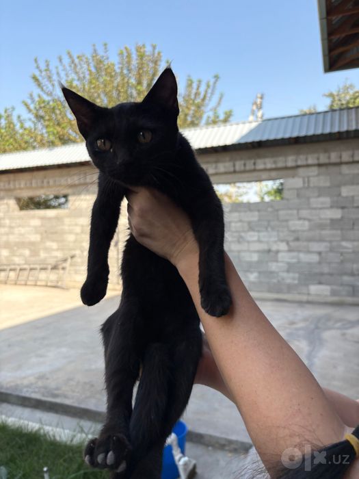 Отдается котенок в хорошие руки