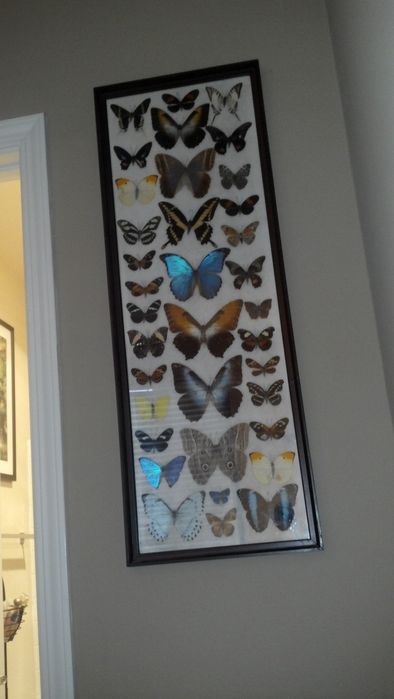 Бабочки в рамке делаю аналаги