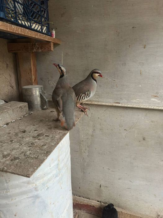 Kaklik para erkak ayol