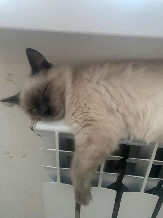 Кошка 6мес девочка