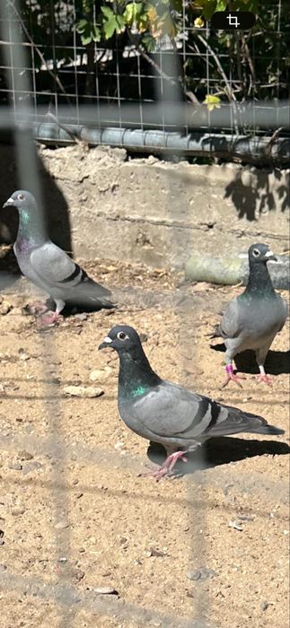 Почтовый голубы
