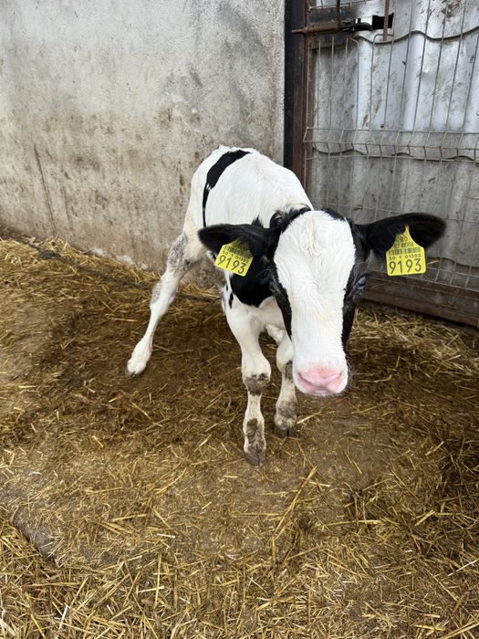 Vand vitea Holstein