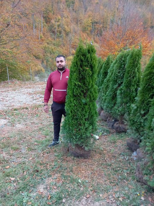 Plante ornamentale brazi normandieni arginti mesteacăn tei platani fra