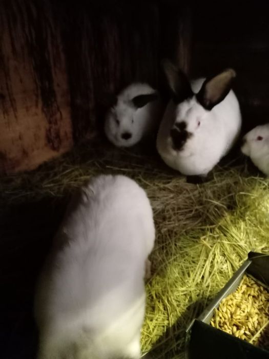 Продам кроликов от 5тыс.