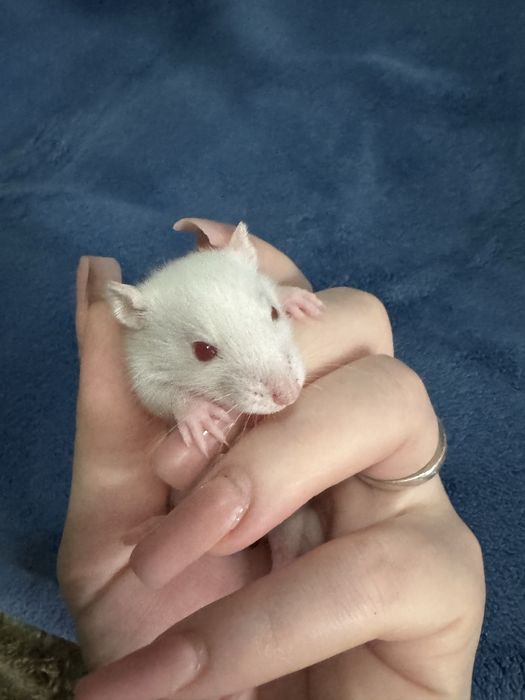 Продам крысят Альбиносов
