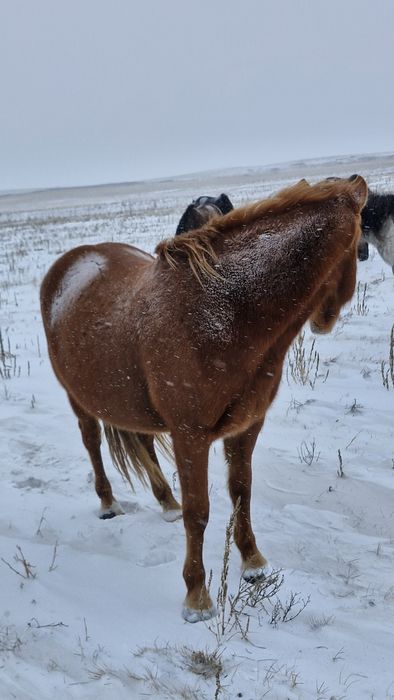 Тяж байталдар сатылады