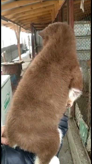 Шоколадная 2 х месяч принцесса хаски