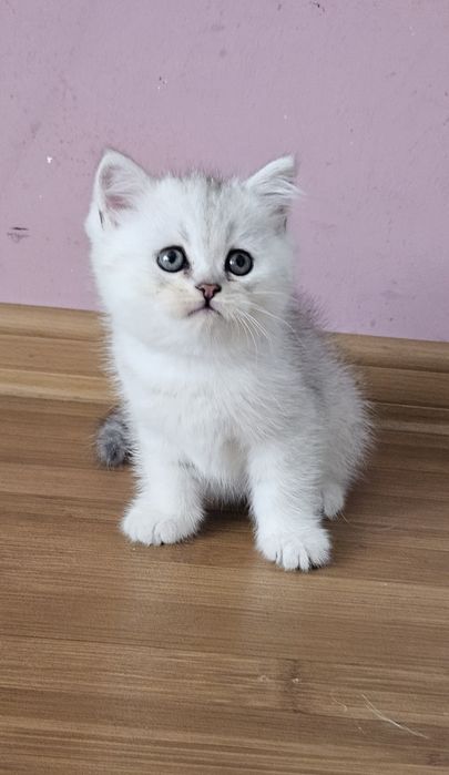 Шотландски котенца