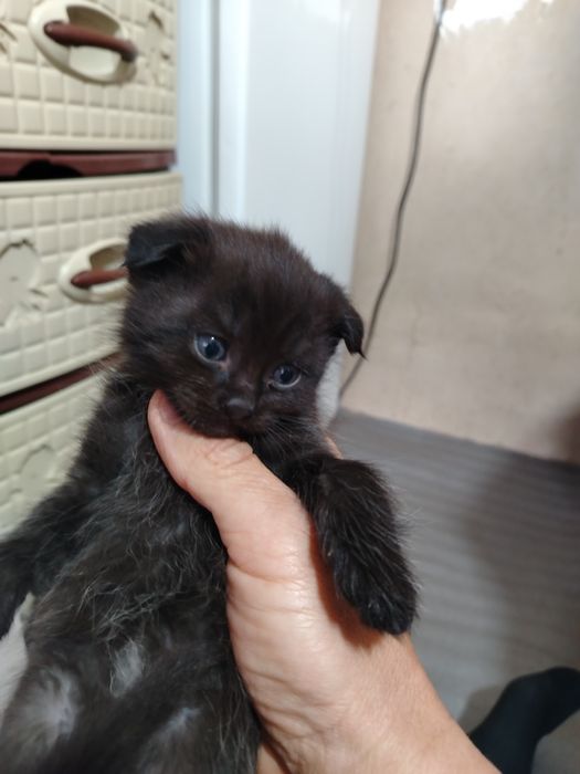 Продаётся котята весла ухи