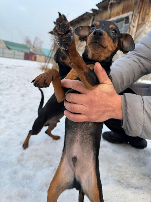 ЦвергПинчер шенки