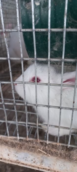 Куёнчалар сотилади