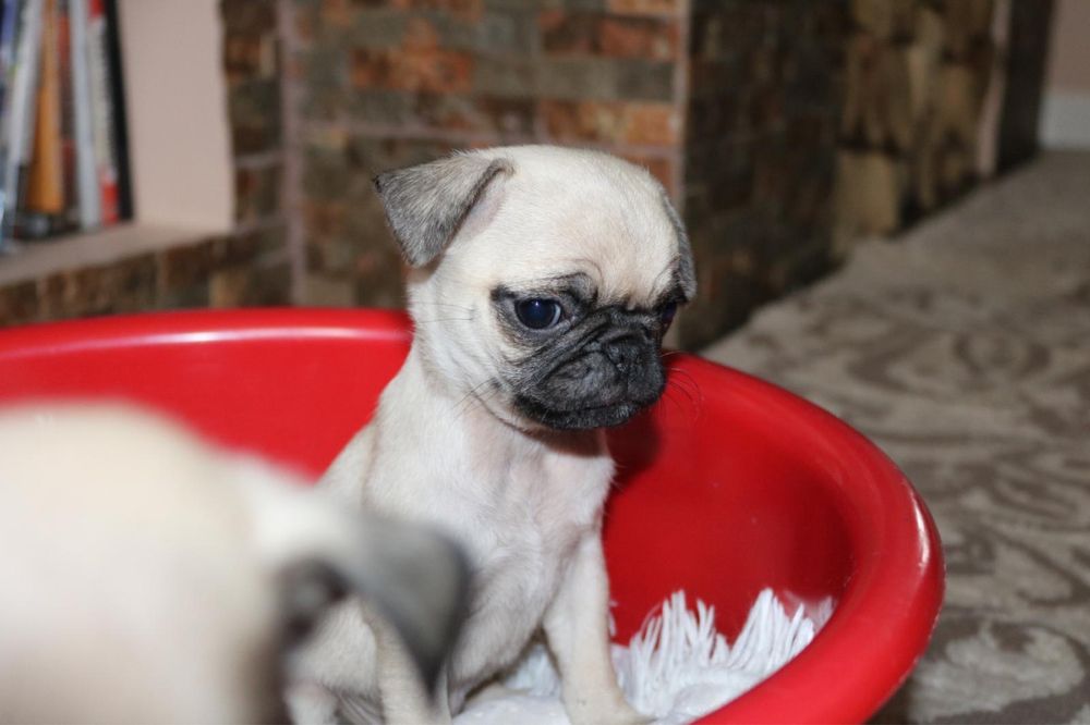 Vand Pug Mops Carlino