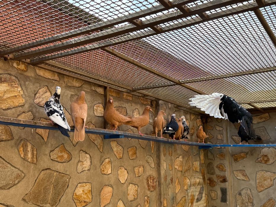 Гълаби неврени и лимонки