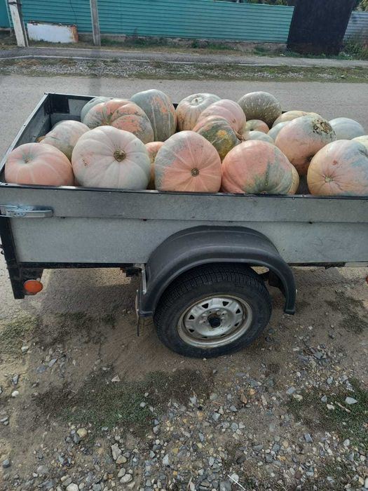 Тыква из Мартука
