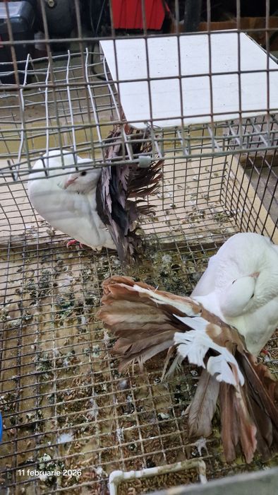 Vind porumbei pavasi.