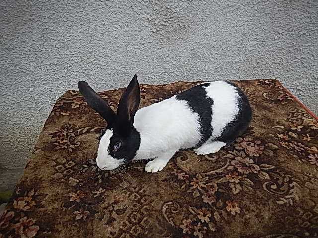 Vand iepuri Hycole francez - Masculi si femele