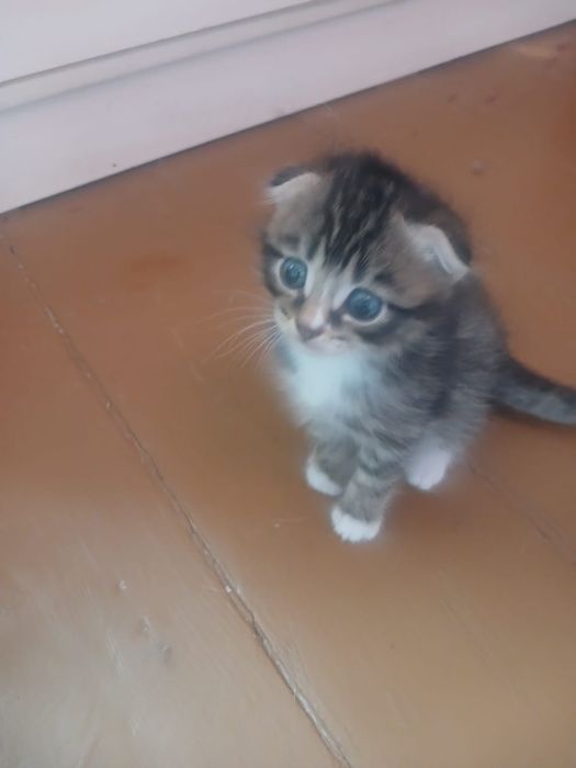 Отдам котят в добрые руки.