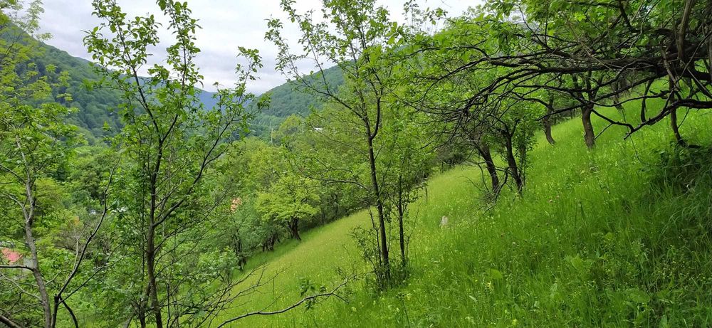 intravilan,4350m,Sinaia-Posada,muzeu,castel,,intrare din DN1,Prahova
