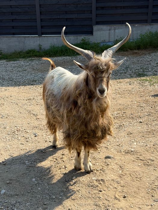 Vând țap de monta