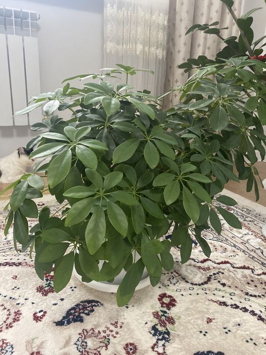 Цветы Шефлера 2 шт