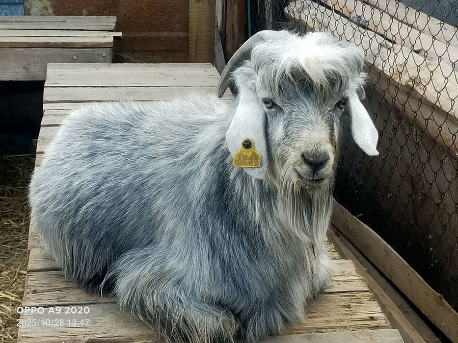 Текелер сатылады