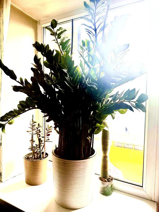 Долларовое дерево, Замиокулькас